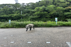 Ein Wildschwein läuft über einen Parkplatz umgeben von Bäumen und Pflanzen.