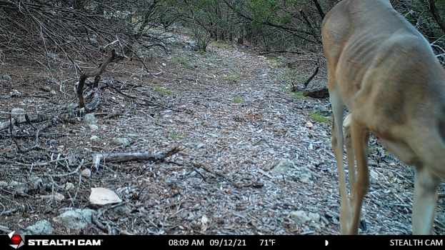 Ein Reh, das einen Schotterweg in einem bewaldeten Gebiet mit verstreuten Steinen und Zweigen entlanggeht, mit dem Text "Stealth Cam - Hirschjagd in Texas" unten.