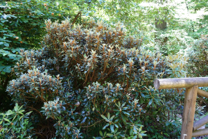 Eine hölzerne Umzäunung verläuft durch einen dichten grünen Wald, mit einem hölzernen Geländer auf der rechten Seite, das die Bäume von der Umzäunung trennt.