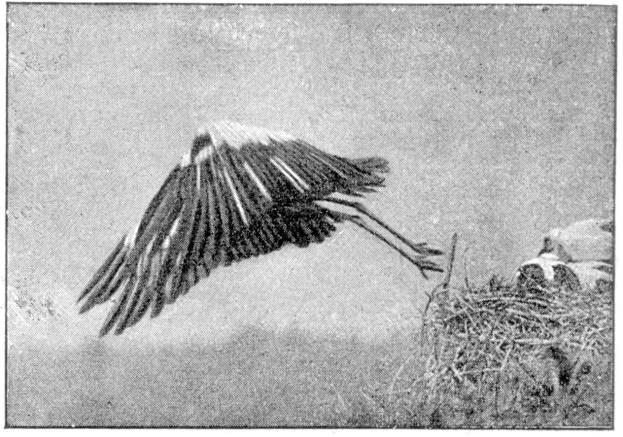 Ein Schwarz-Weiß-Foto eines Storchs, der über ein Nest fliegt und seine Flügel ausbreitet, das Nest befindet sich auf der rechten Seite, mit Text unten.