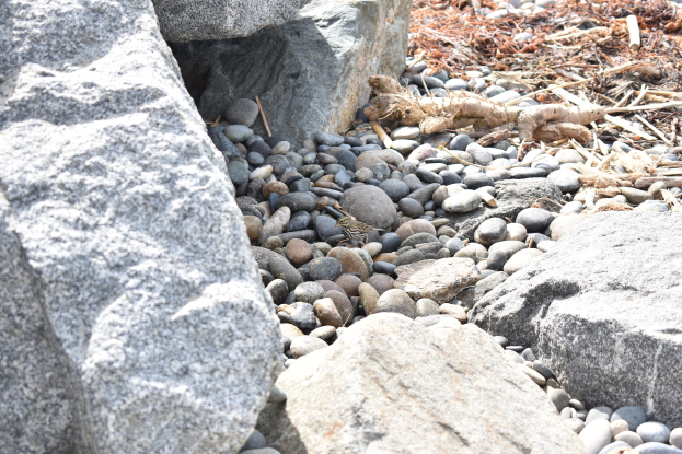 Ein steiniger Strand mit verstreuten Steinen und Kieseln, der eine kleine Eidechse auf einem Stein zeigt, und trockene Blätter und Stöcke im Hintergrund.