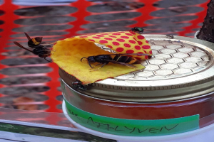 Eine Wespe auf einem Honigglas mit zwei Wespen auf dem Deckel neben einem Baum, mit einem Netz im Hintergrund und einem Objekt unten.