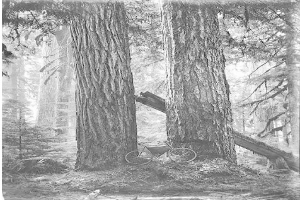 Schwarzes und weißes Foto eines Fahrrads, das auf dem Waldboden inmitten von hohen Redwood-Bäumen geparkt ist.