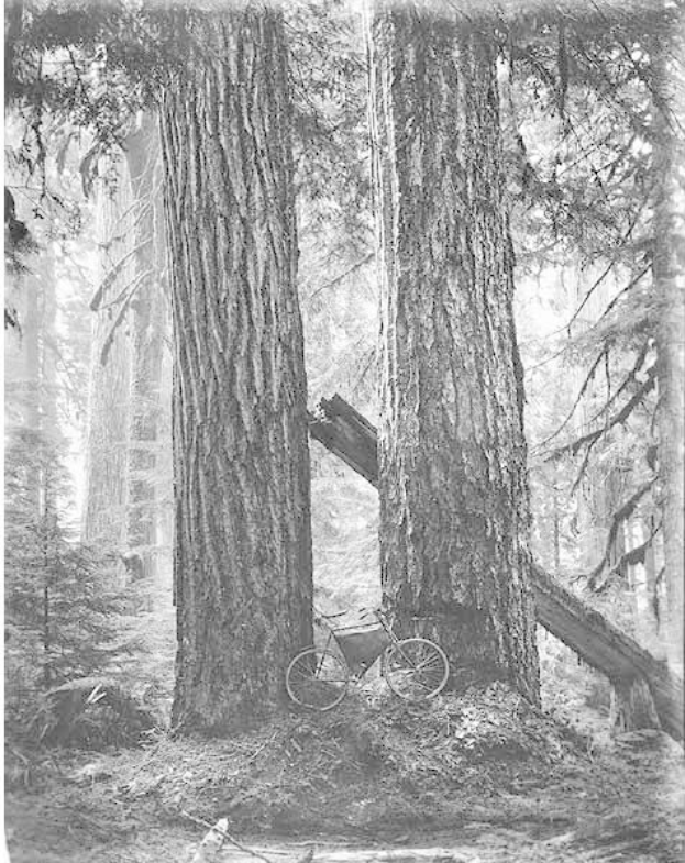 Schwarzes und weißes Foto eines Fahrrads, das auf dem Waldboden inmitten von hohen Redwood-Bäumen geparkt ist.
