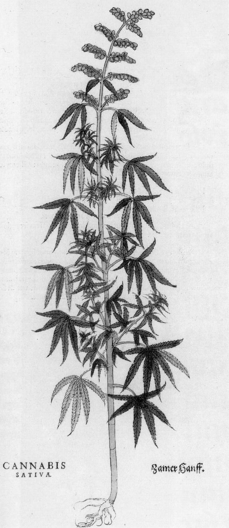 Schwarz-weiß-Zeichnung einer Cannabis Sativa-Pflanze mit sichtbaren Blättern und Stielen, beschriftet mit 'Cannabis Sativa' unten.