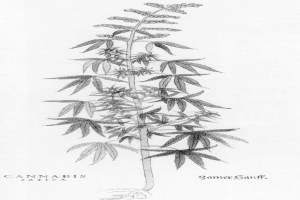 Schwarz-weiß-Zeichnung einer Cannabis Sativa-Pflanze mit sichtbaren Blättern und Stielen, beschriftet mit 'Cannabis Sativa' unten.
