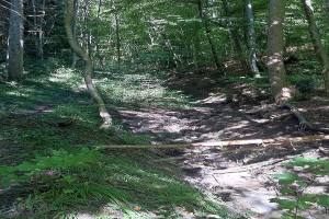 Ein gewundener Pfad durch einen dichten, schattigen Wald mit hohen Bäumen und farbenfroher Untervegetation, mit Text am unteren Rand.