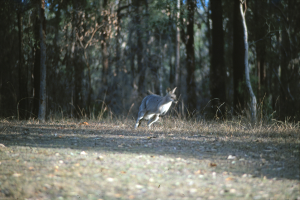 Ein Känguru, das durch einen bewaldeten Bereich mit Gras und Steinen auf dem Boden läuft, und ein Text am unteren Rand des Bildes.