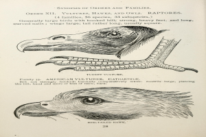Ein Buchumschlag mit einem Adler mit gespreizten Flügeln und offenem Schnabel und einem Raubvogel mit ausgestreckten Klauen, mit der Aufschrift "Adler".