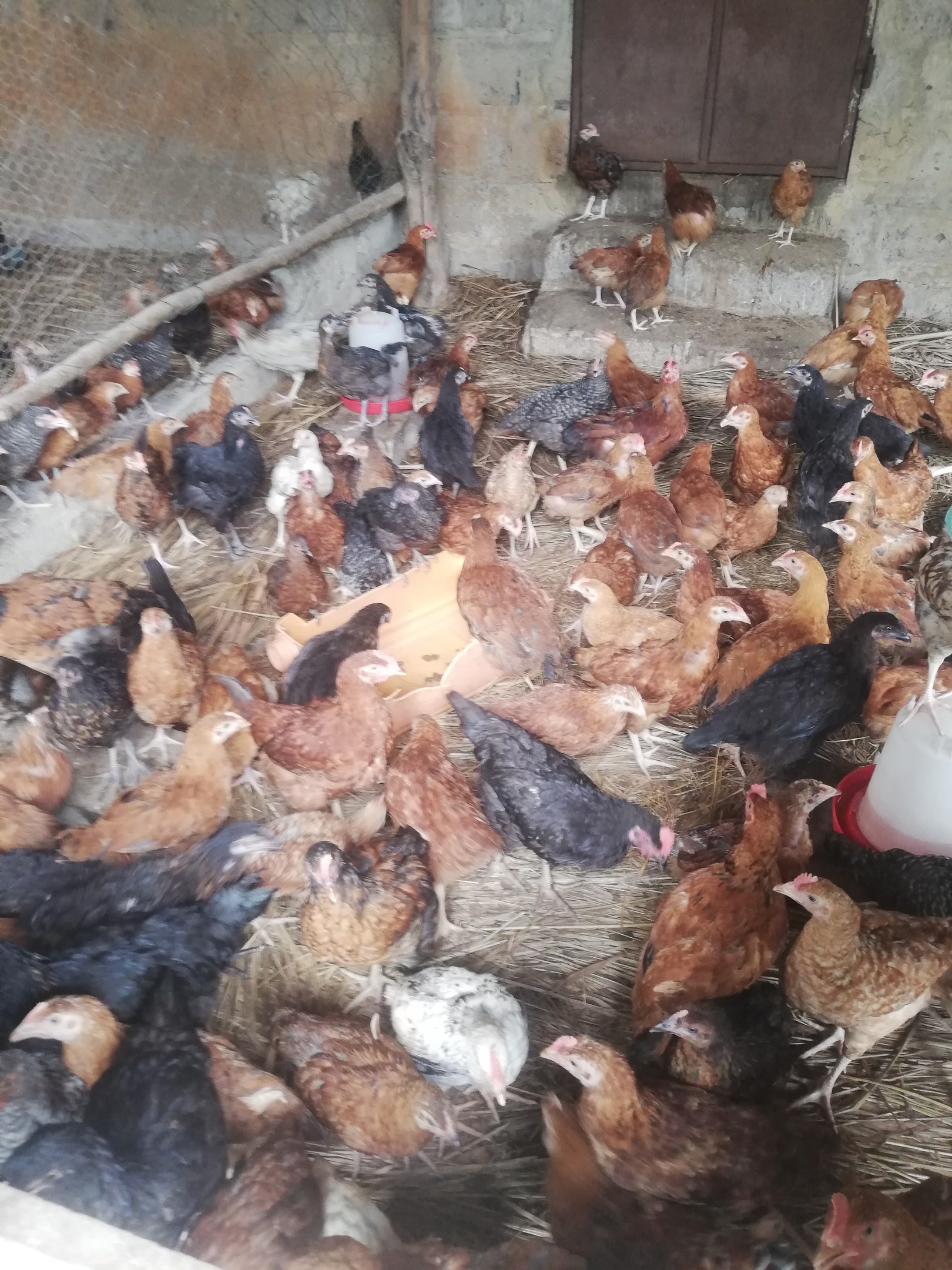 Große Gruppe von Hühnern in einem Maschendrahtzaun mit einer Wand und einer Tür im Hintergrund, ein Eimer mit Hennen rechts.