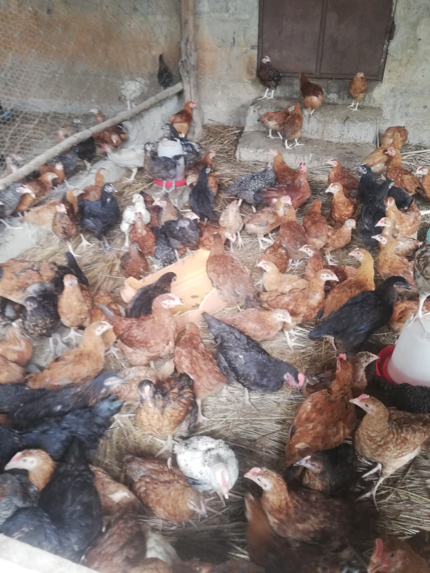 Große Gruppe von Hühnern in einem Maschendrahtzaun mit einer Wand und einer Tür im Hintergrund, ein Eimer mit Hennen rechts.